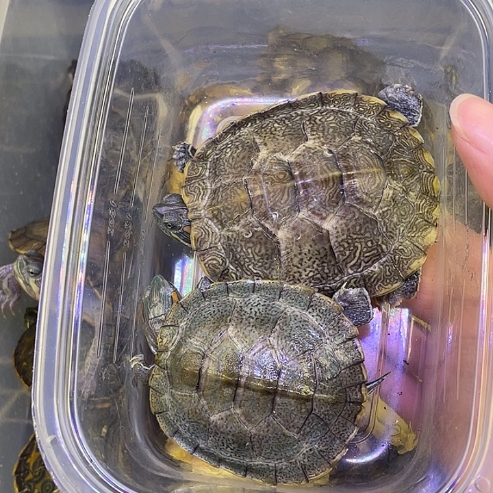 绿毛龟母66666666