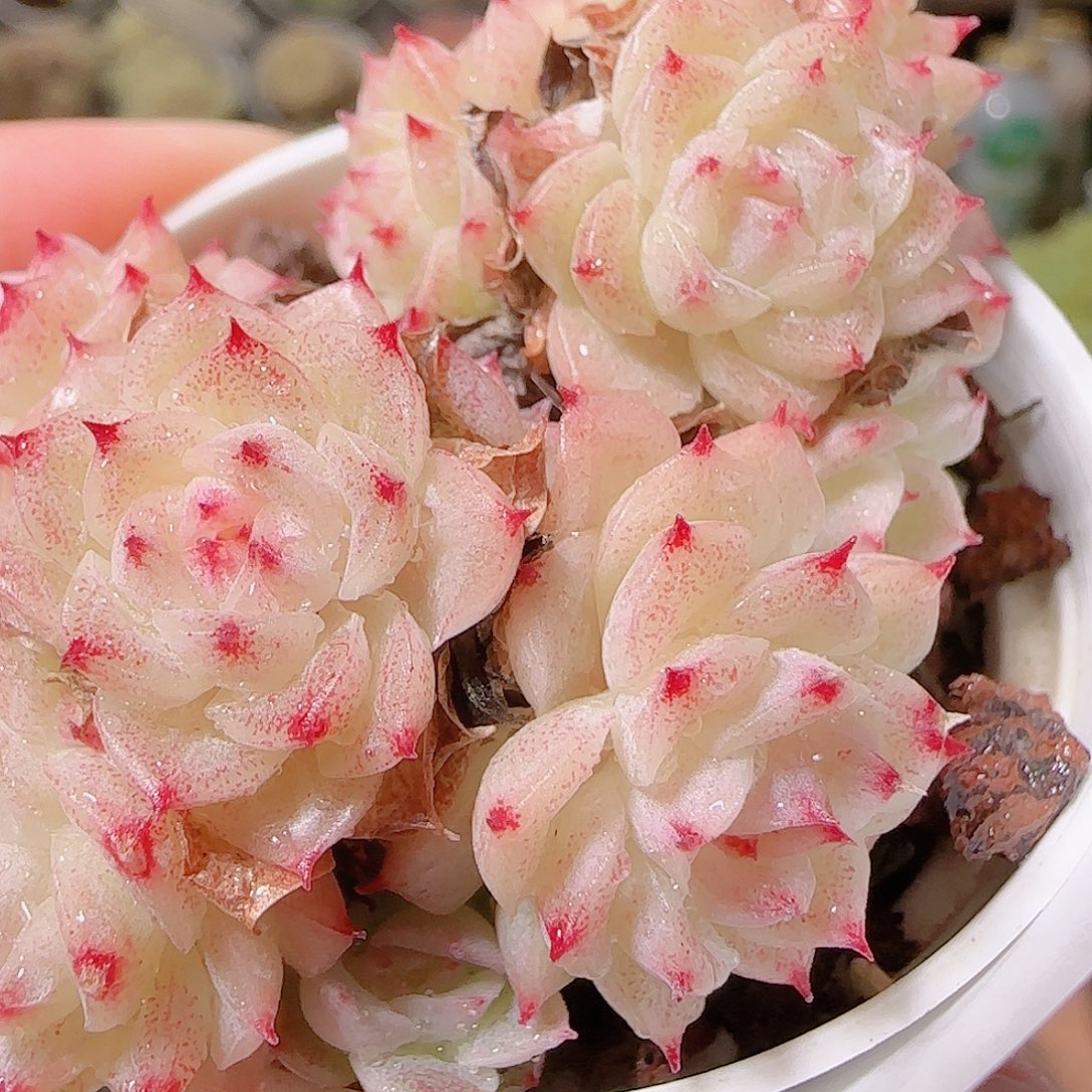 花语逸镜1127-44散