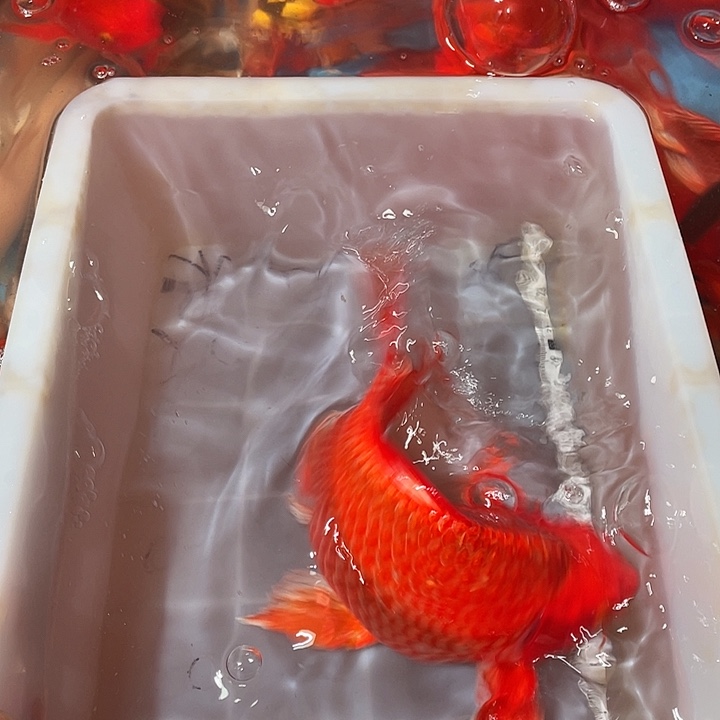 蝴蝶鲤鱼渔场直发115