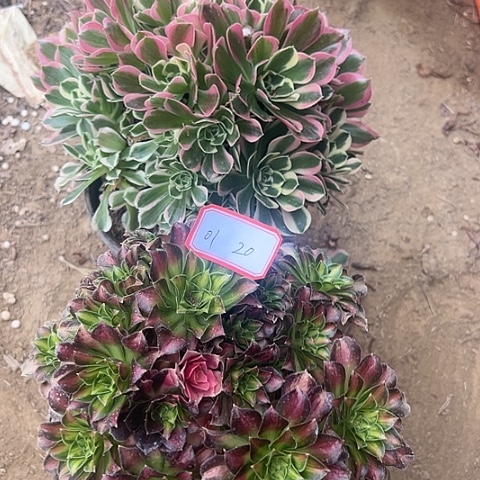 多肉植物韶华雨花石01