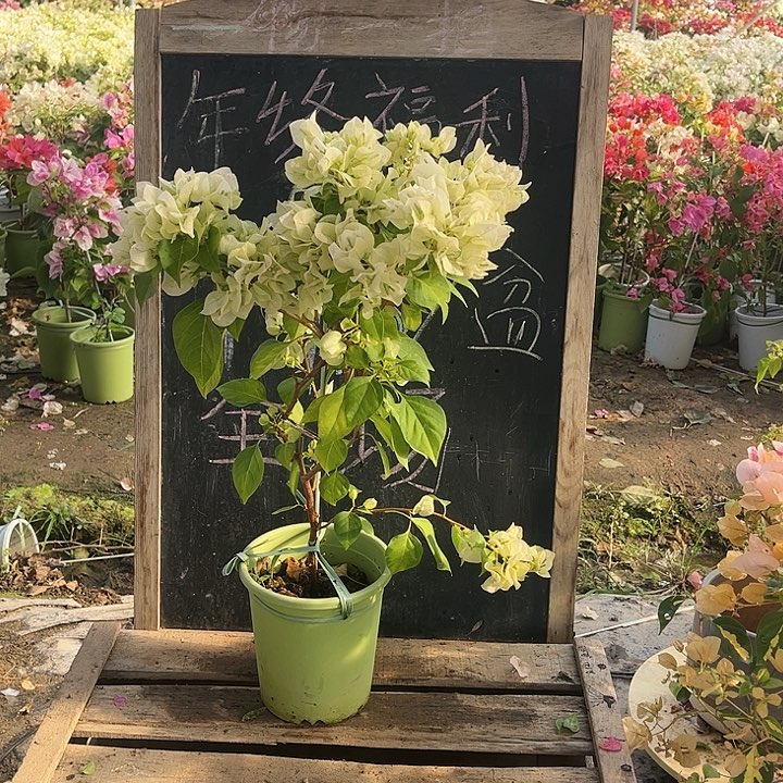 完全开放三角梅暗斑青苹果