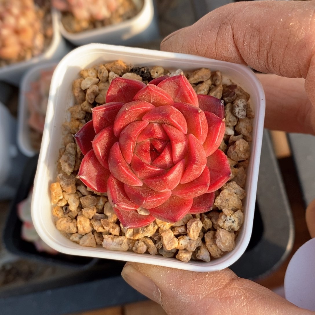 精品多肉一物一拍不包整193