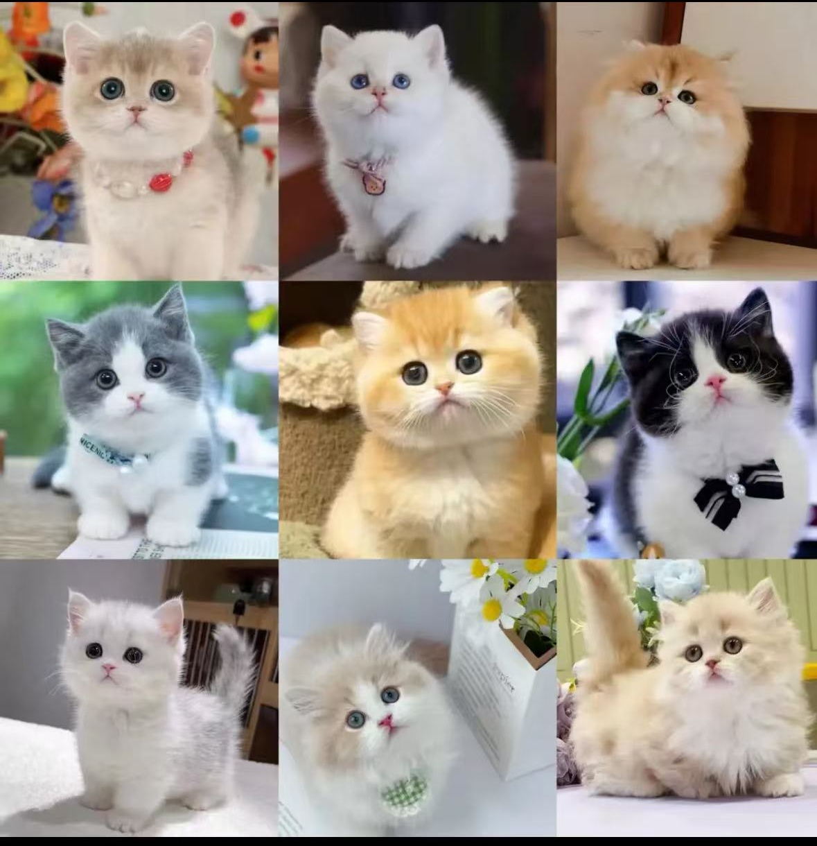 定金拍这里《猫猫相册相框》可爱家居摆框