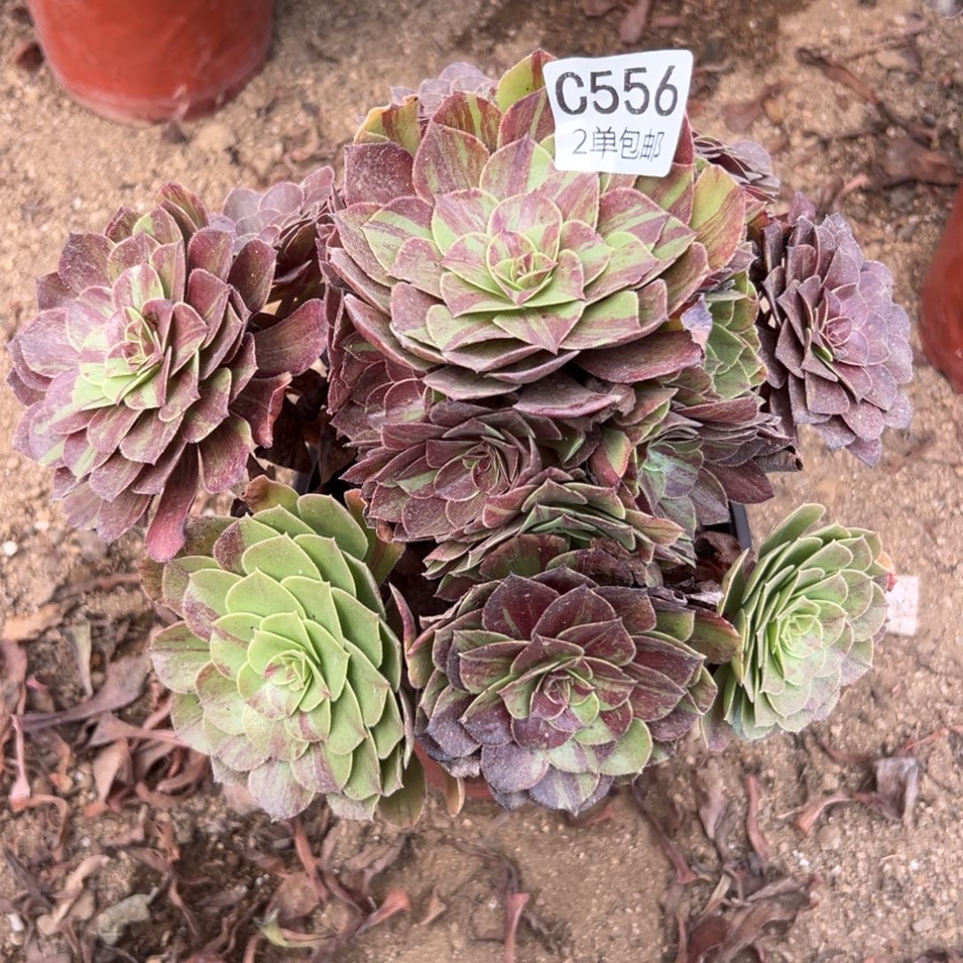 556多肉  花月夜 不包断头
