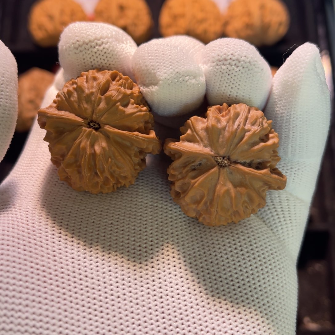 秦皇岛山地果全品33鸡心—14号