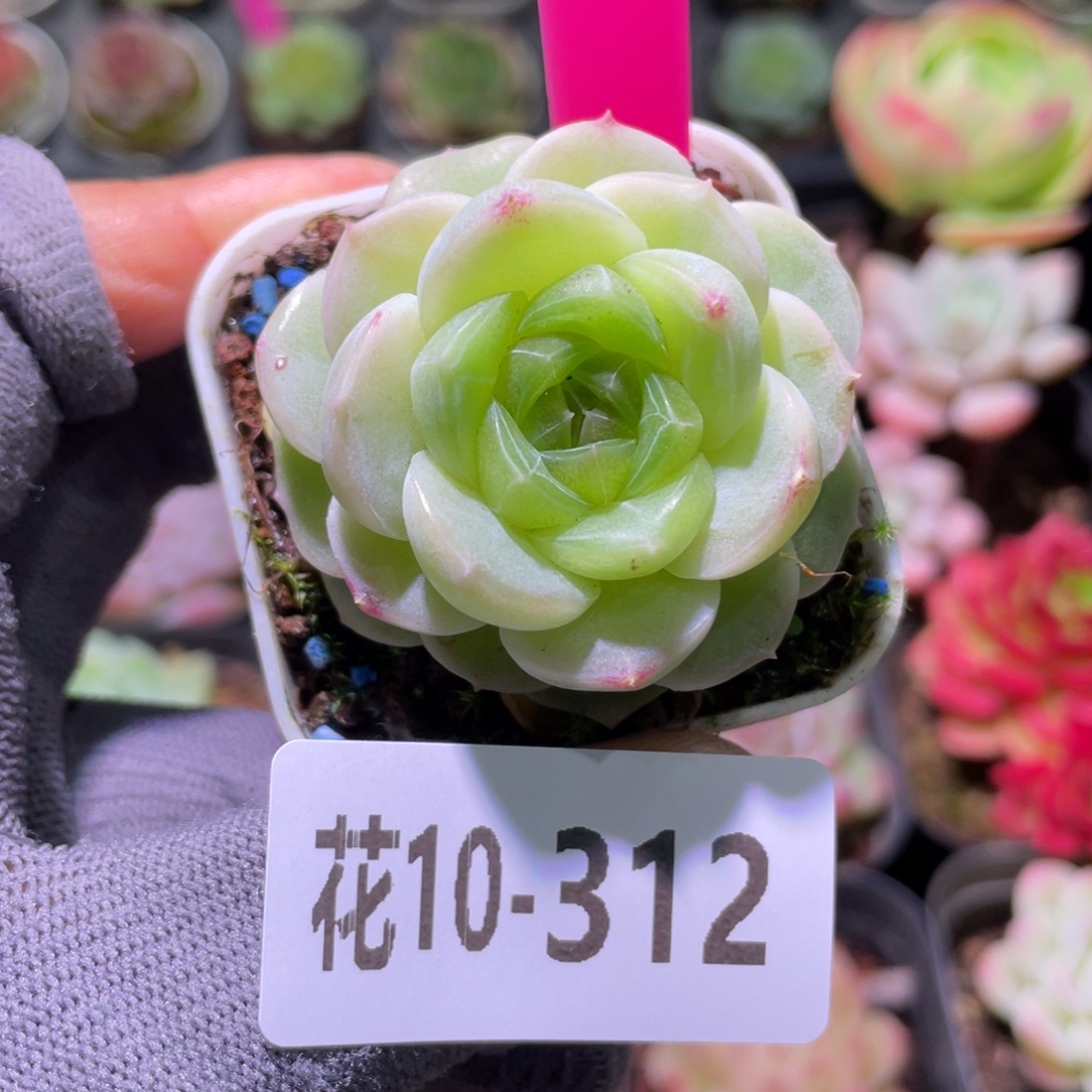 花利美10-312珍妮 