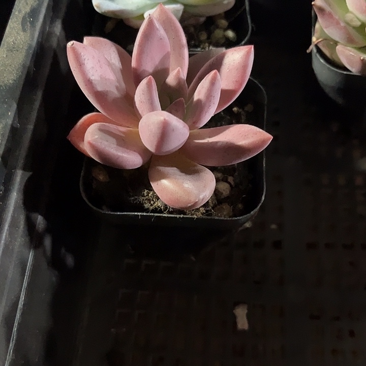 桃花源一颗带盆土发