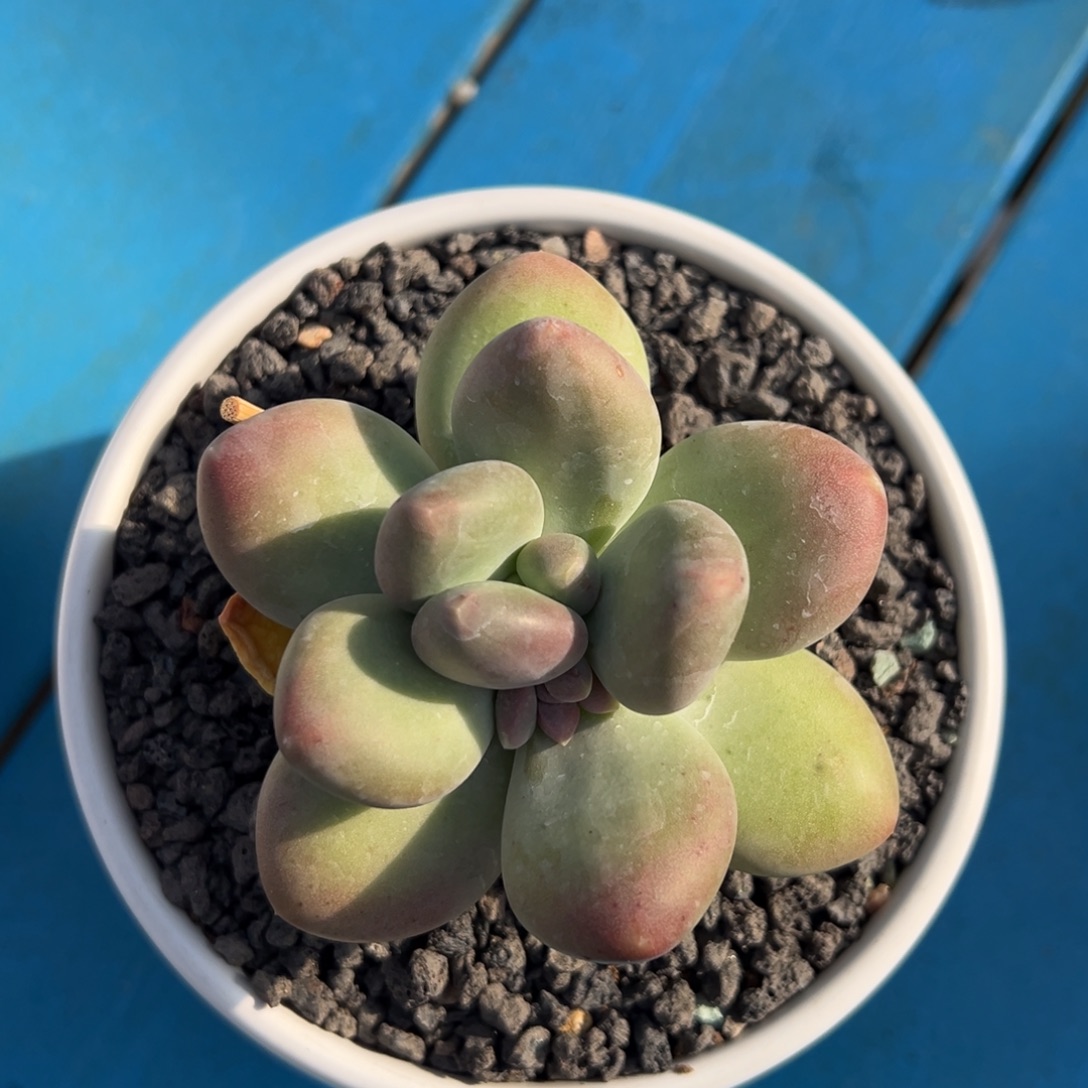 刚果美人单头发货