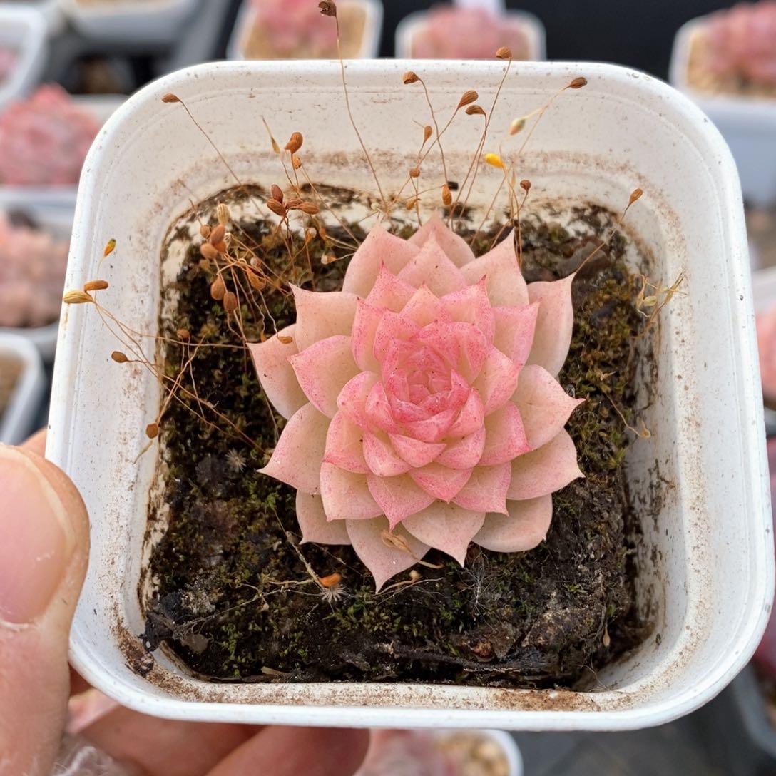 精品多肉一物一拍55