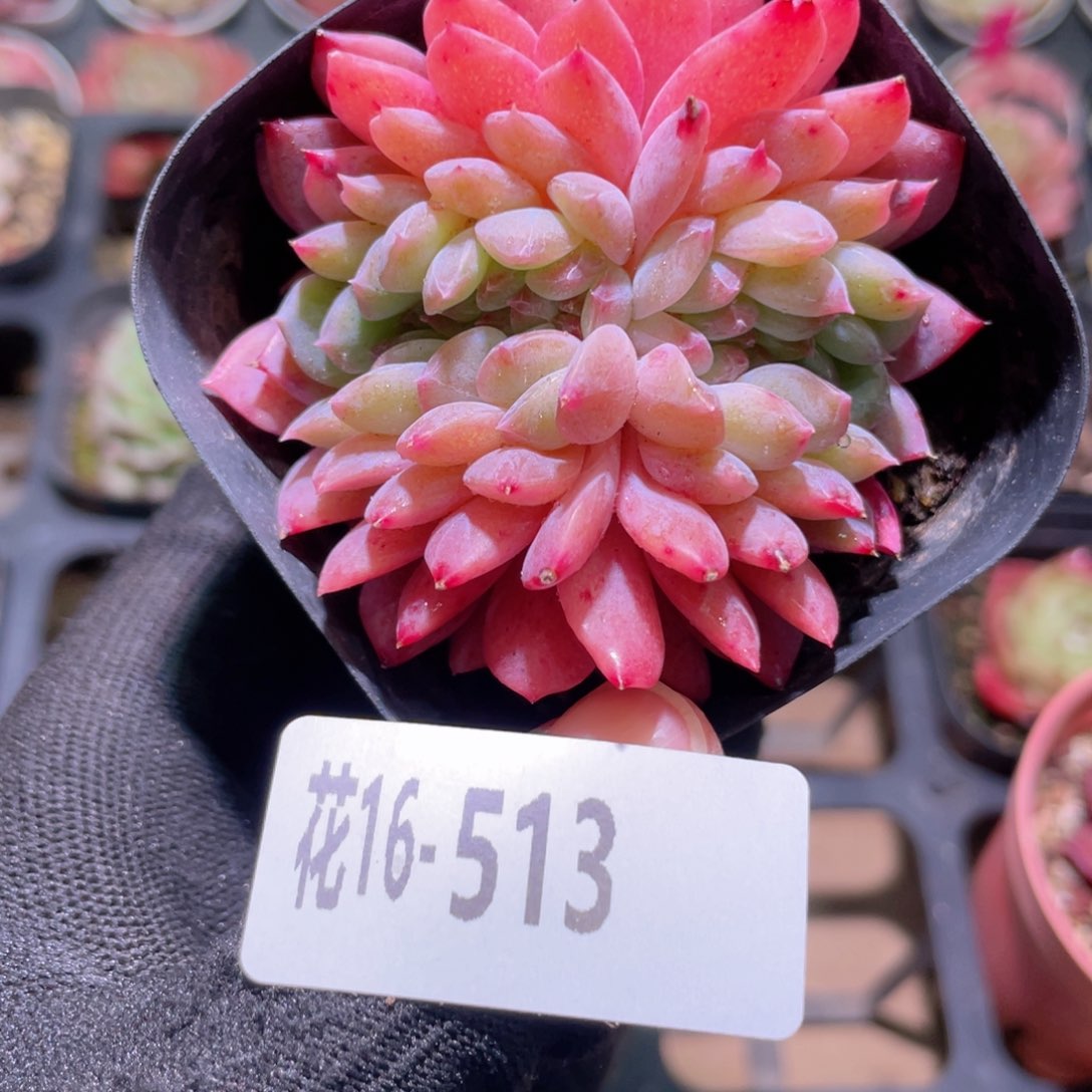 花利美16-513新品缀化
