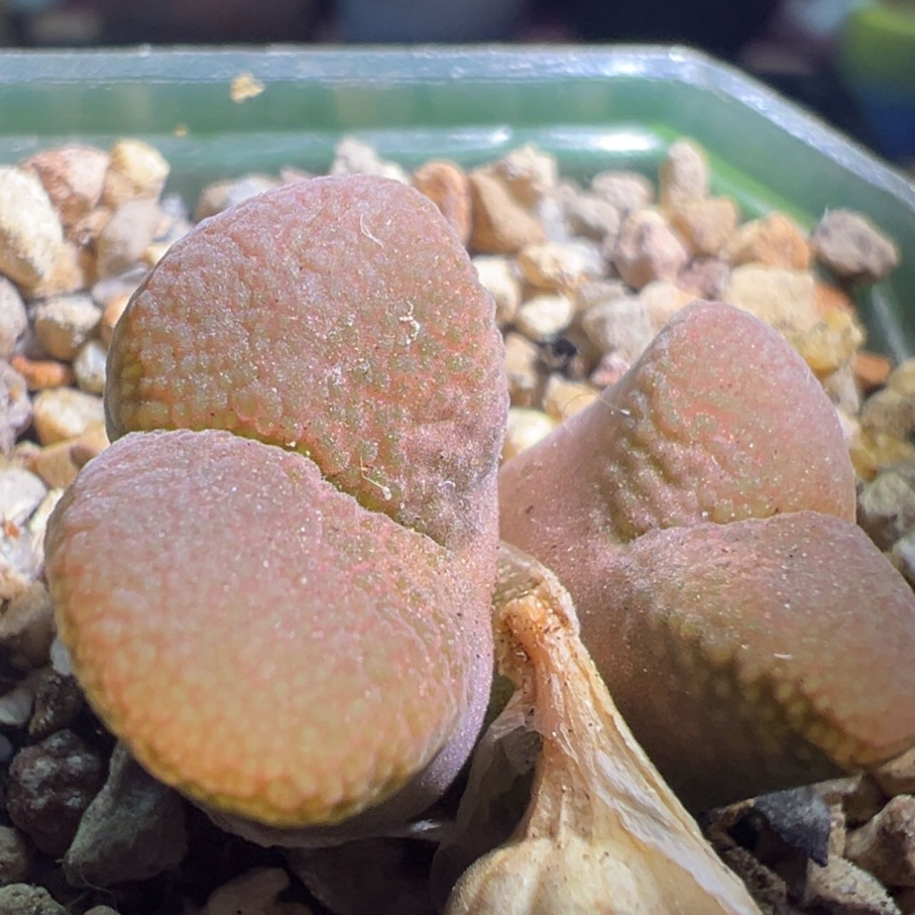 【闪购商品】日大红