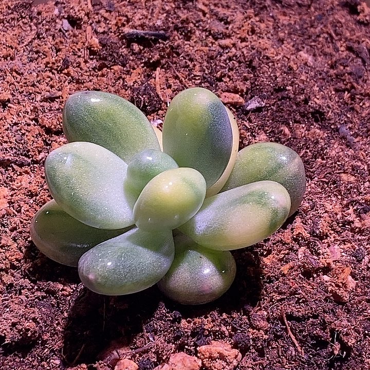 *****文乐奶酪锦杂交多肉植物