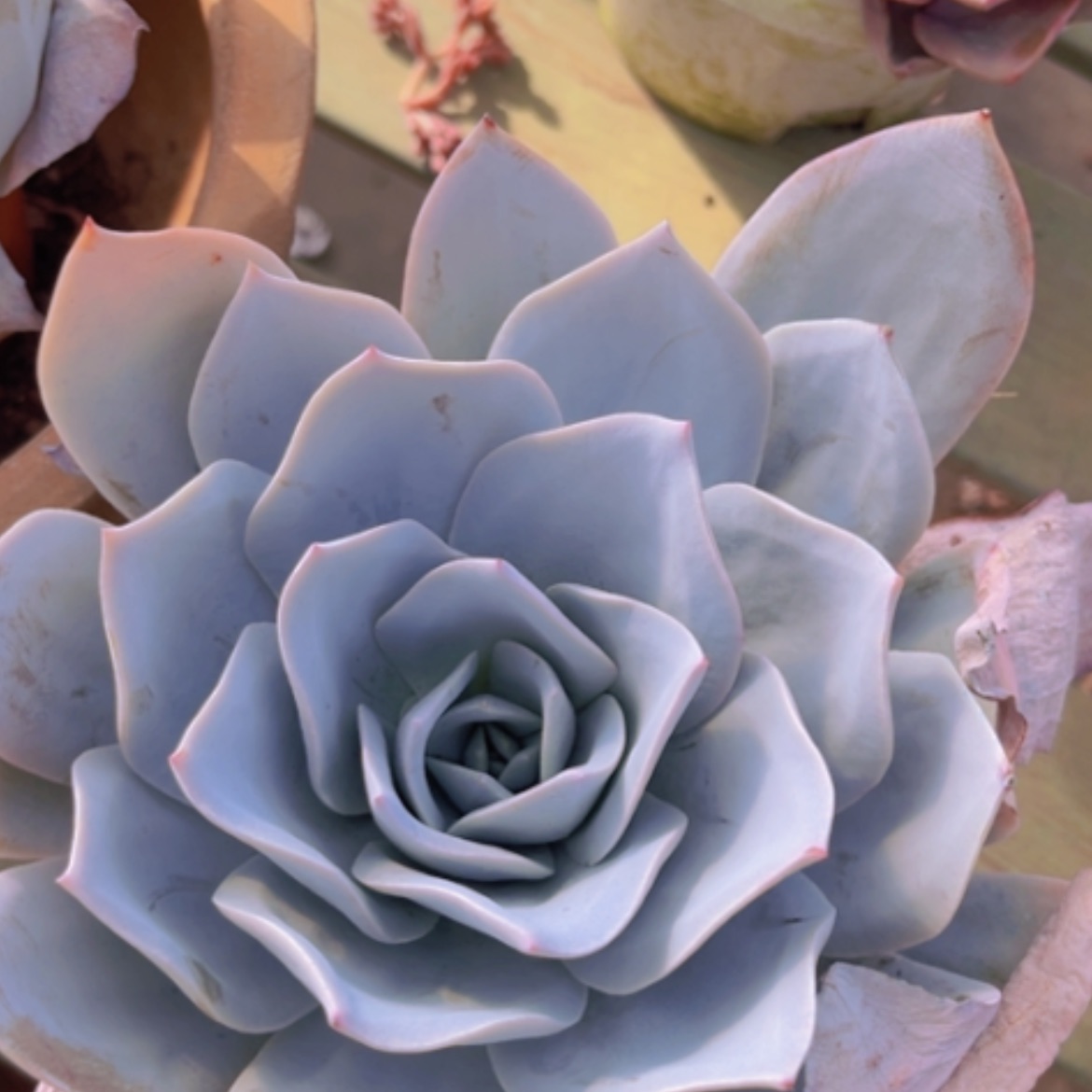 【闪购商品】15220