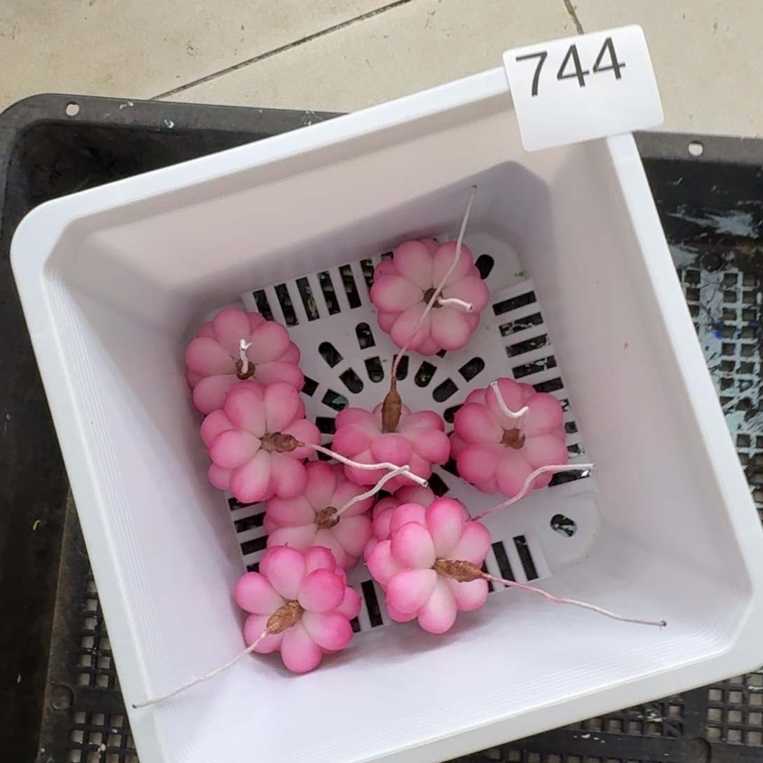 树脂744号哦哦哦哦哦哦哦