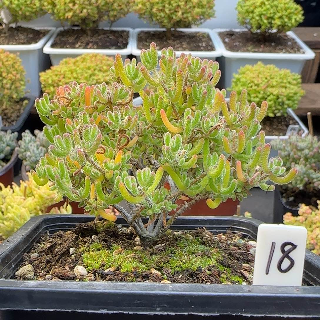 冰橙枝干番杏。。。。