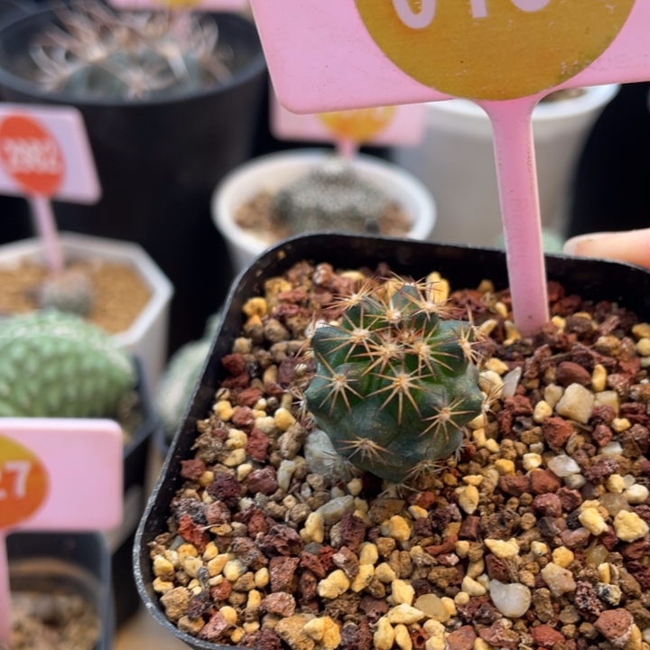 实生虎爪玉一棵0134