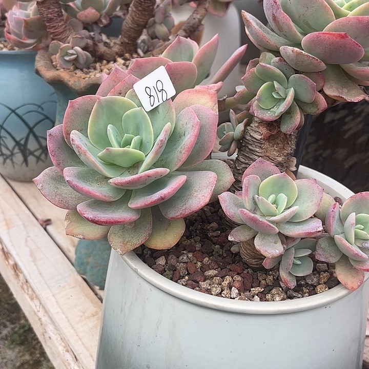 小***莫818血凤有瑕不售后不退不换