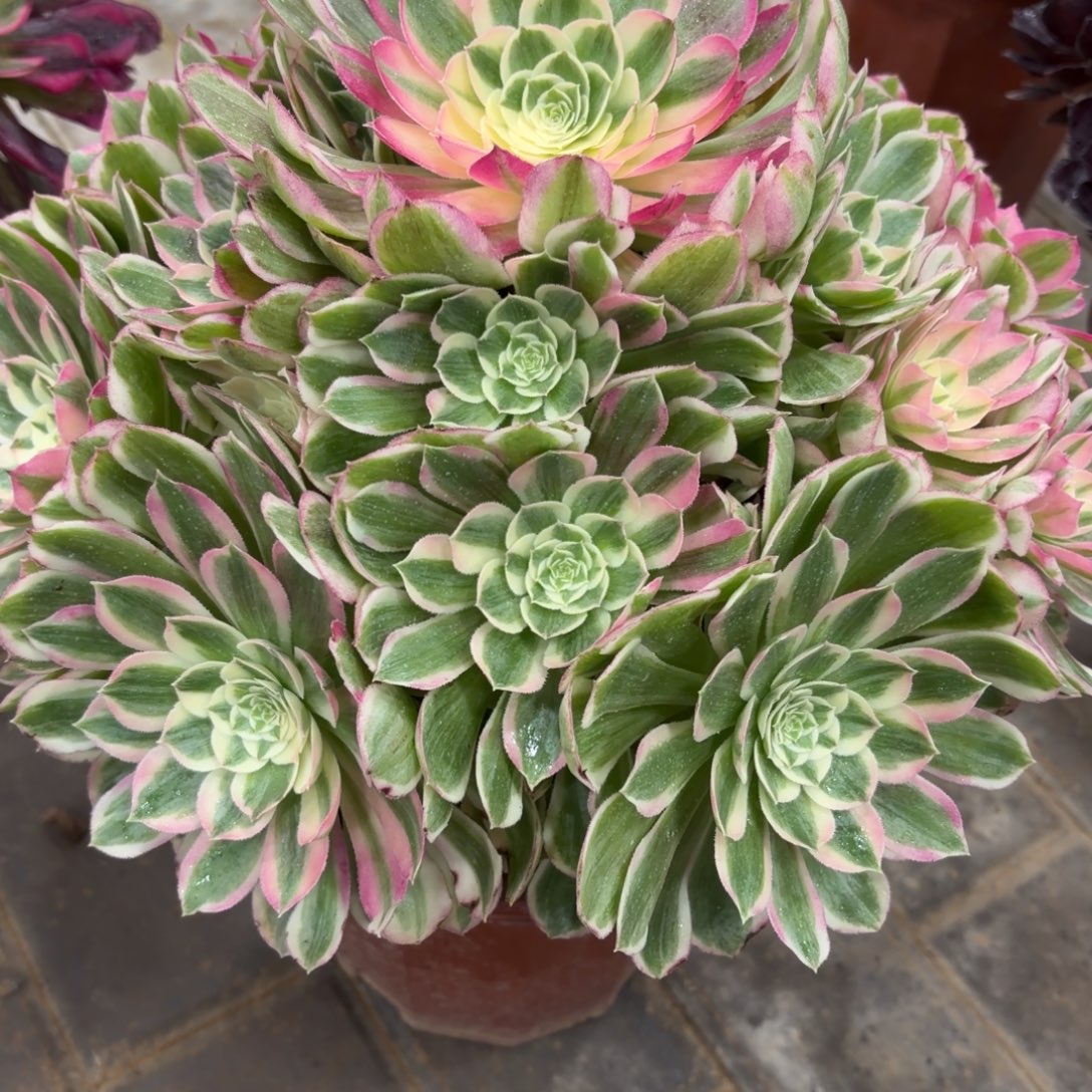 莎***钦孔雀翎老桩066肉肉肉肉