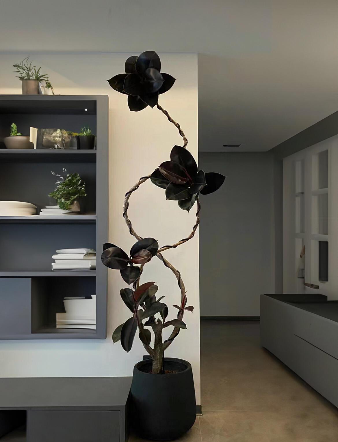 高级感造型黑金刚网红绿植一物一拍·客厅大型盆栽观叶植物