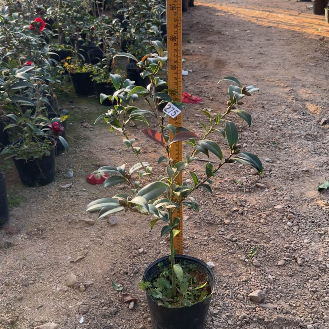 少量花朵（建议范围：2朵-5朵 或40%以下）275黑骑士