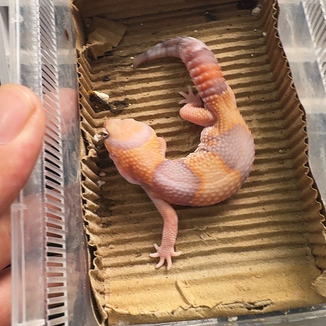 肥尾守宫橘白崽搞起来！