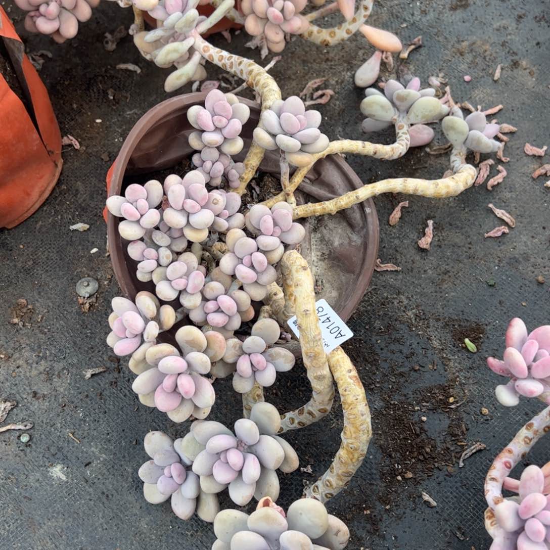 桃蛋一物一拍1478