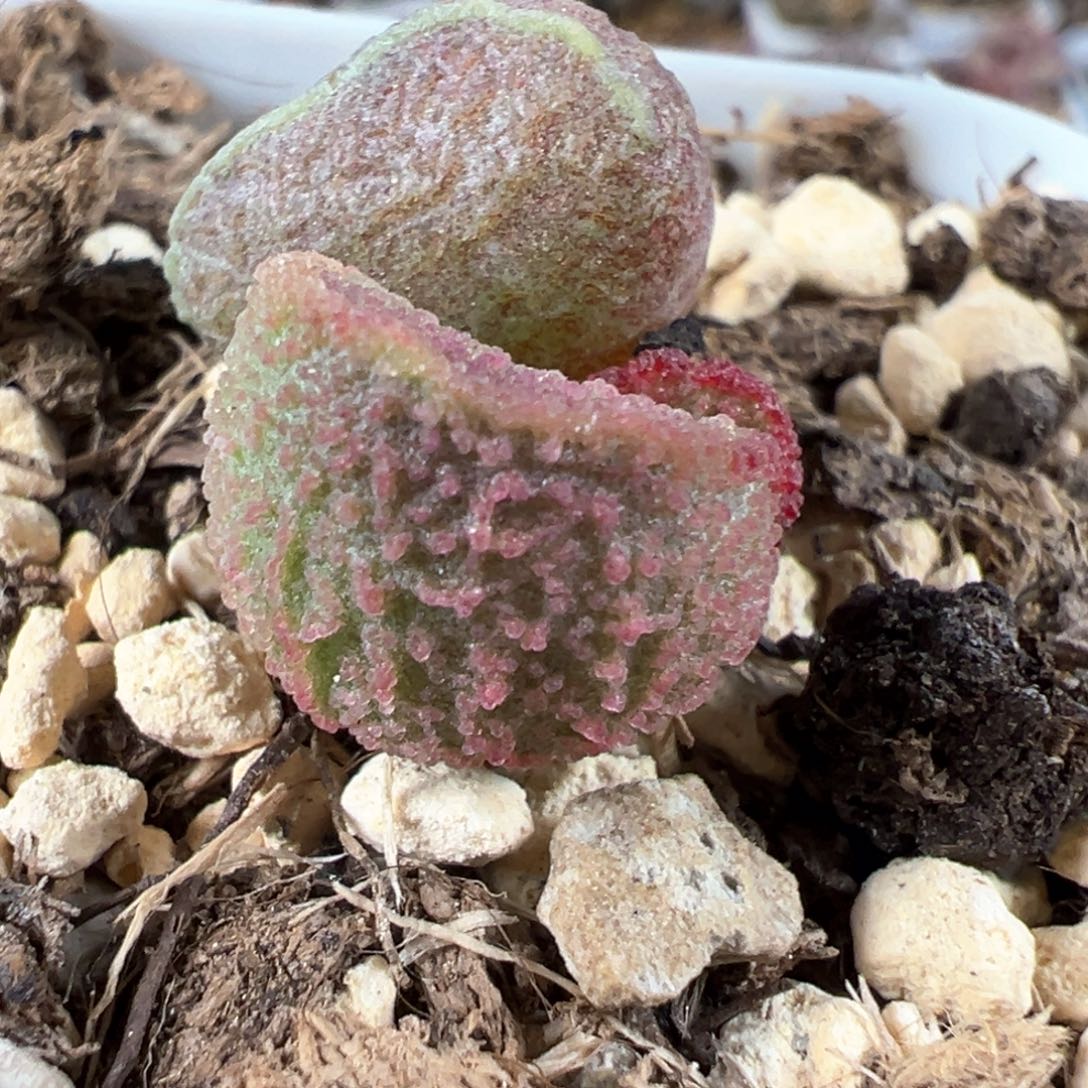 实生低叶苗多肉植物水泡