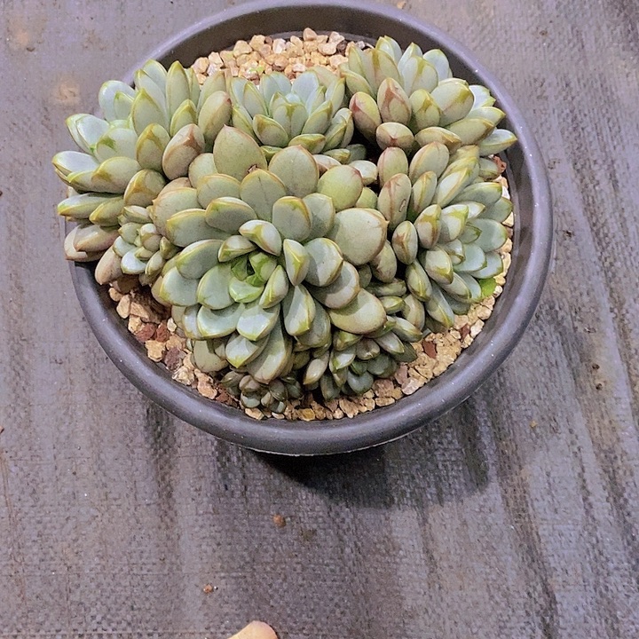 ****生葡萄多肉植物老桩