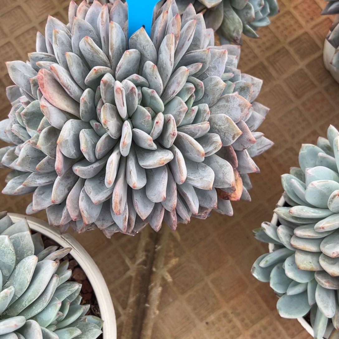 ᥫ***己橙子朵朵缀多肉植物30