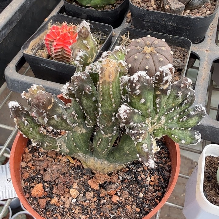 残雪缀化多头8仙人球