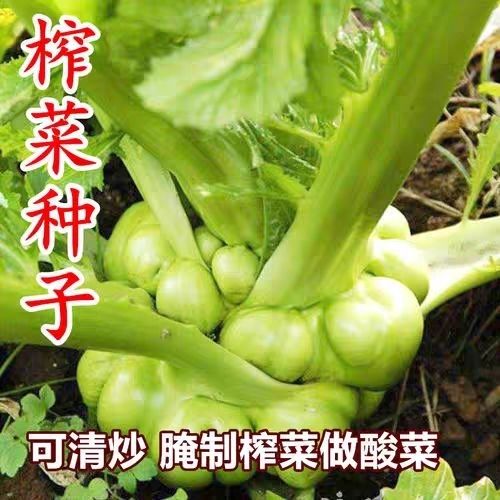 脆嫩榨菜种子籽青菜头种子农家田园秋季播种高产腌制咸菜榨菜籽种
