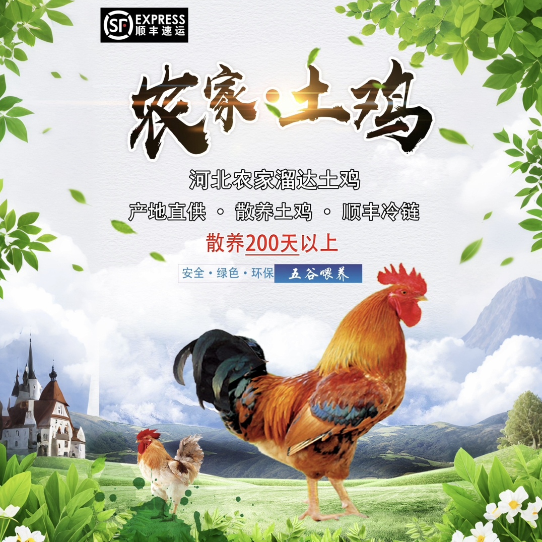【助农补贴】农家散养溜达大公鸡 活鸡现杀生鲜冷链直发