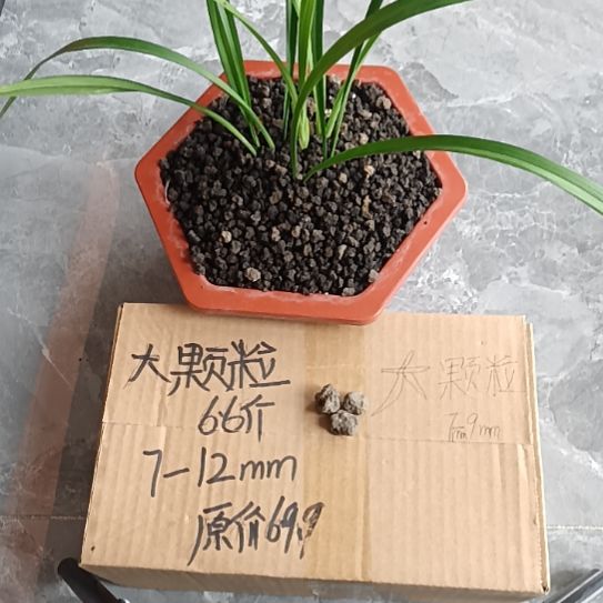 国***庆兰菌黑山土大颗粒6.6斤