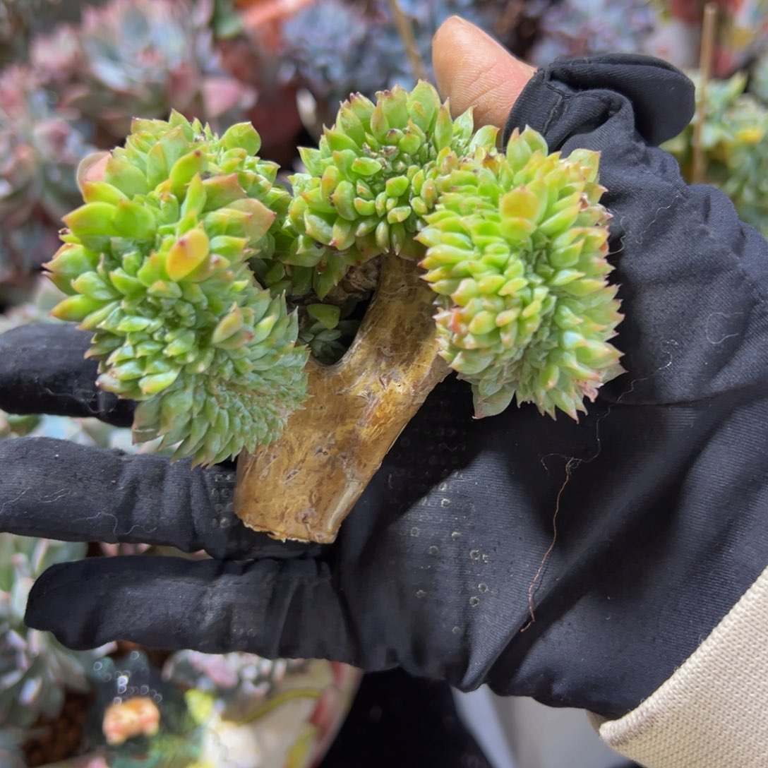 小桃花冰魄缀 天天开心