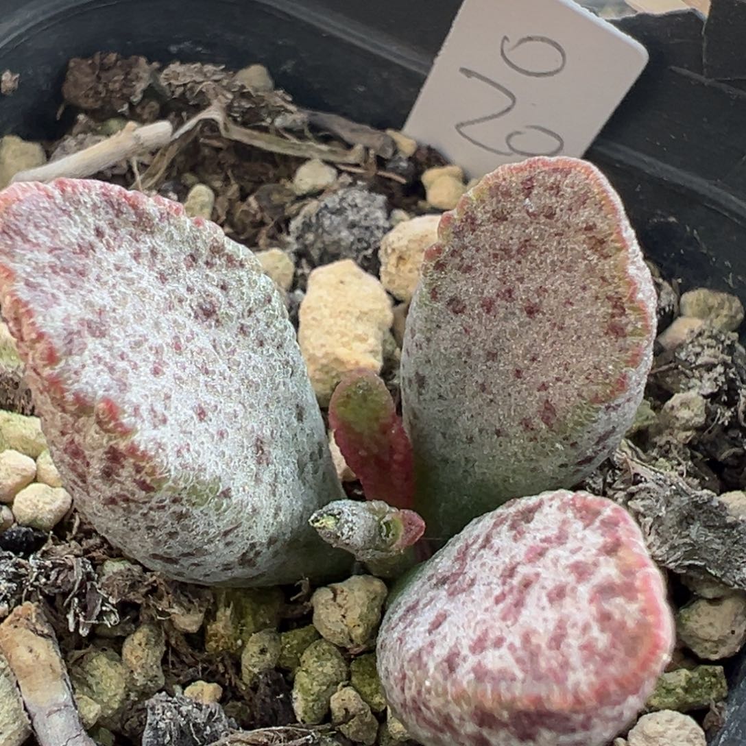 94厚粉紫斑实生新品