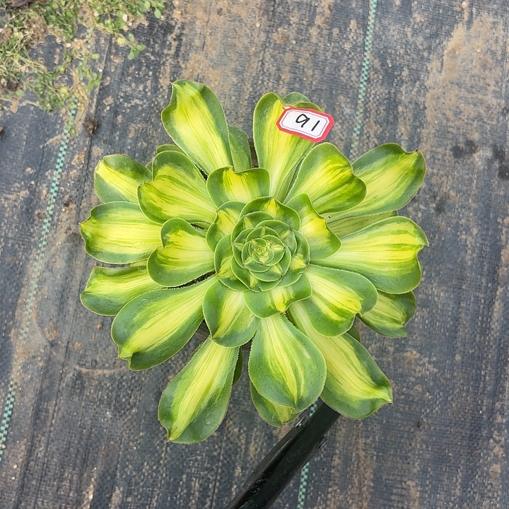 暴君小老桩91多肉植物