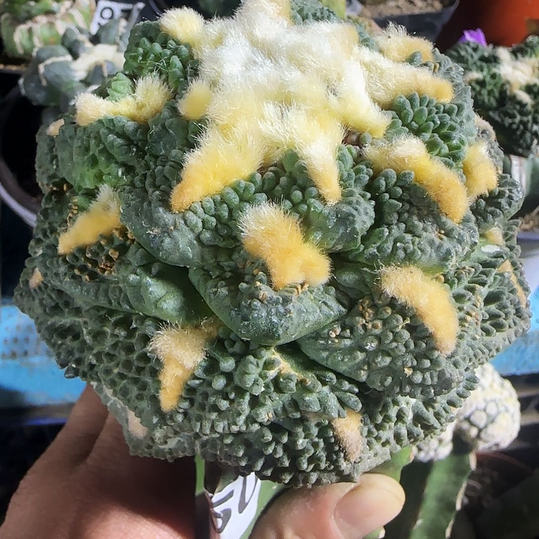 龟甲怒了550仙人球开花