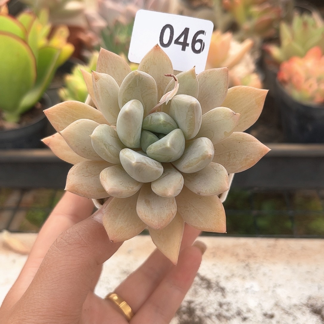 046。  厚叶草。 1111111111111