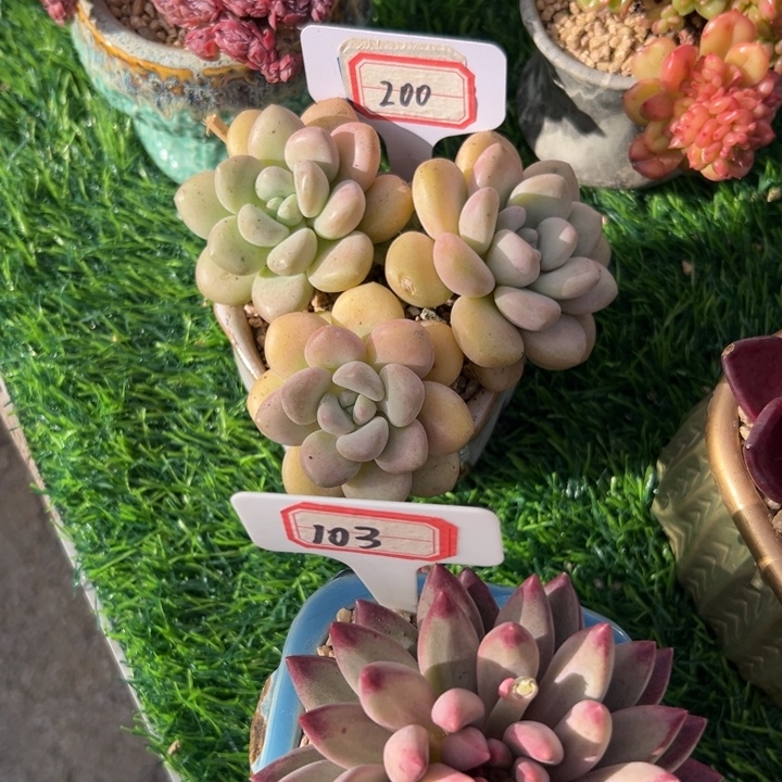 小****Ａ200泡泡糖一物一拍9.9