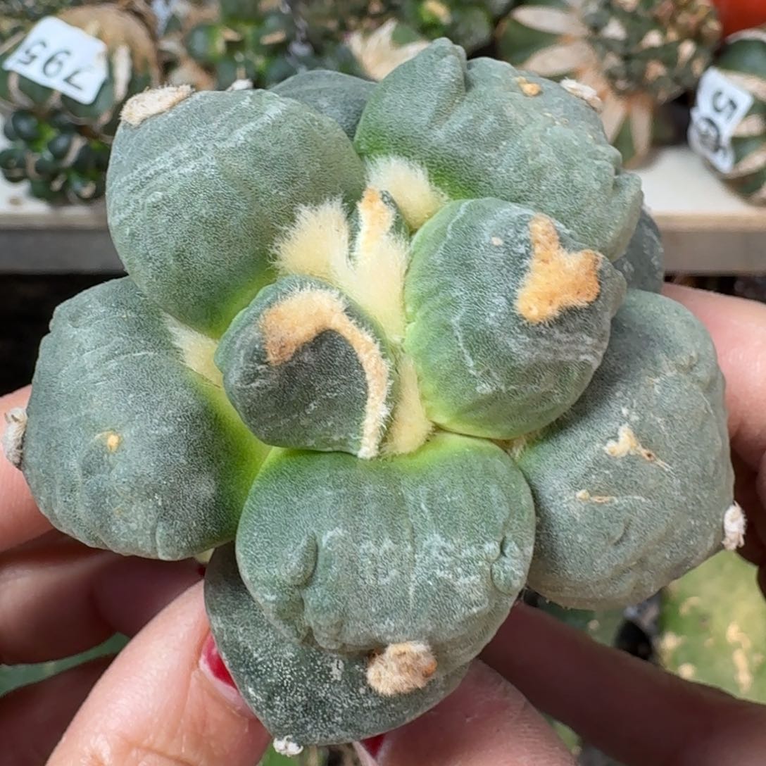 【闪购商品】无花朵老*达摩739