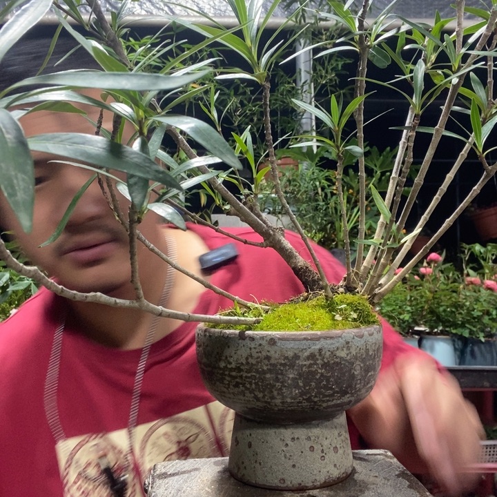 静***露以实际为准盆景绿植盆栽103
