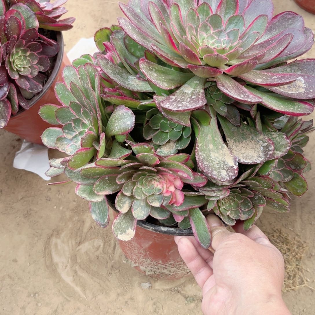 408夜宴多肉1111111