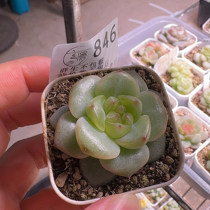 如****如图846白方新麦芽珍妮一颗