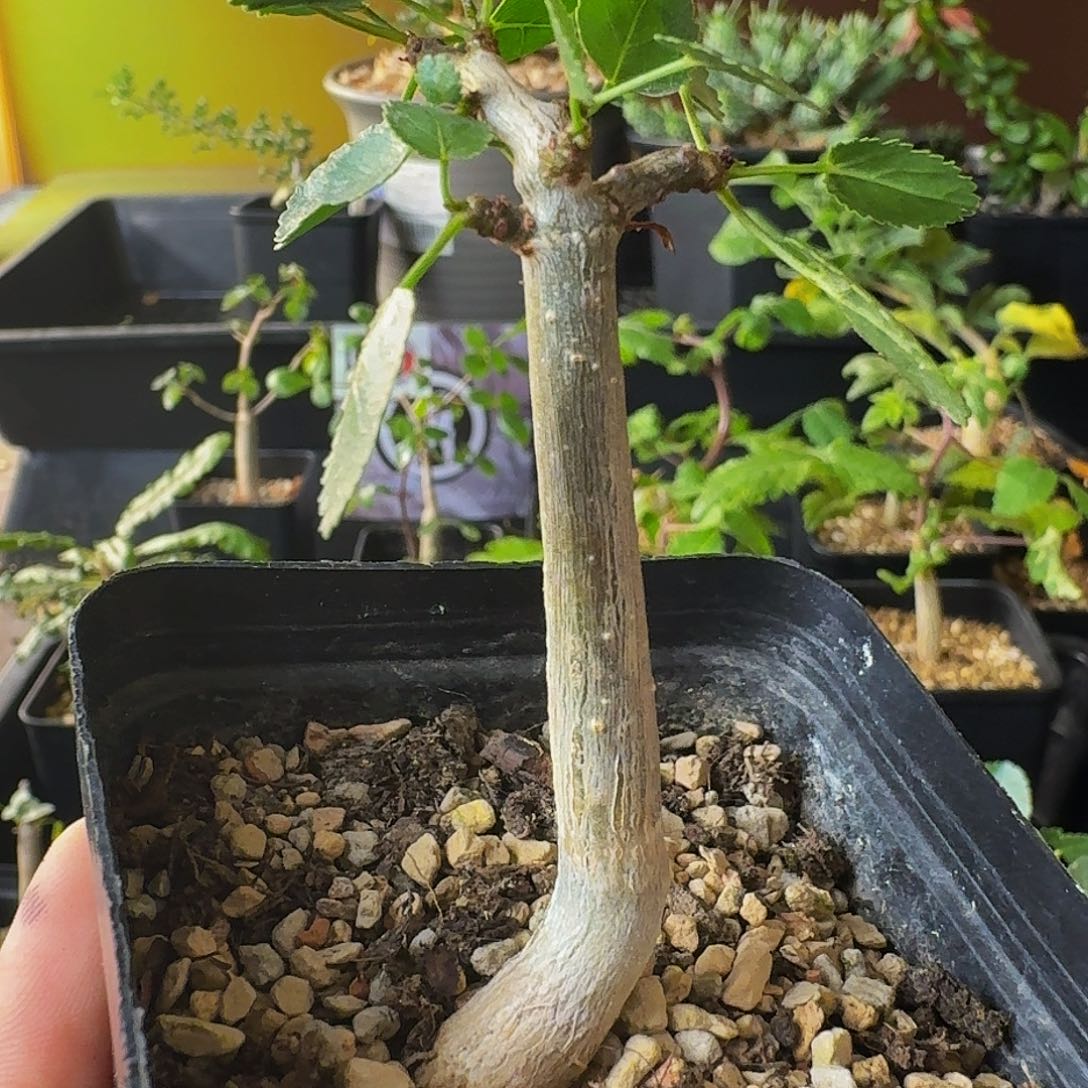 奶香味➕薄荷味 实生纳马橄榄带盆土包邮