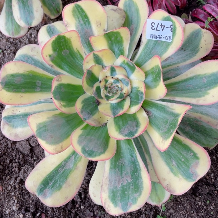 473王妃多肉12345678