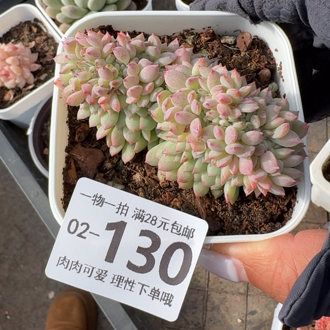 小粉梅缀化无盆土发货