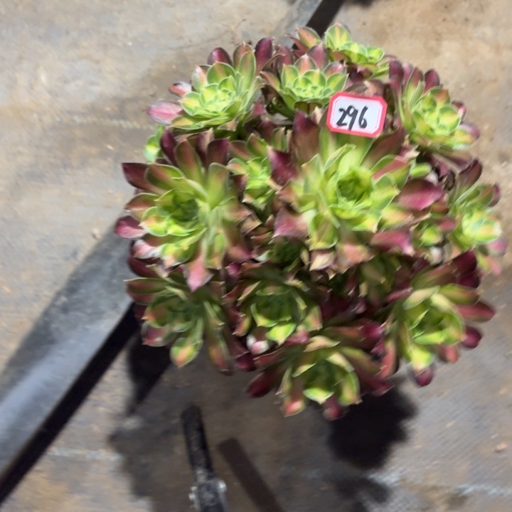 一物一拍韶华法师296