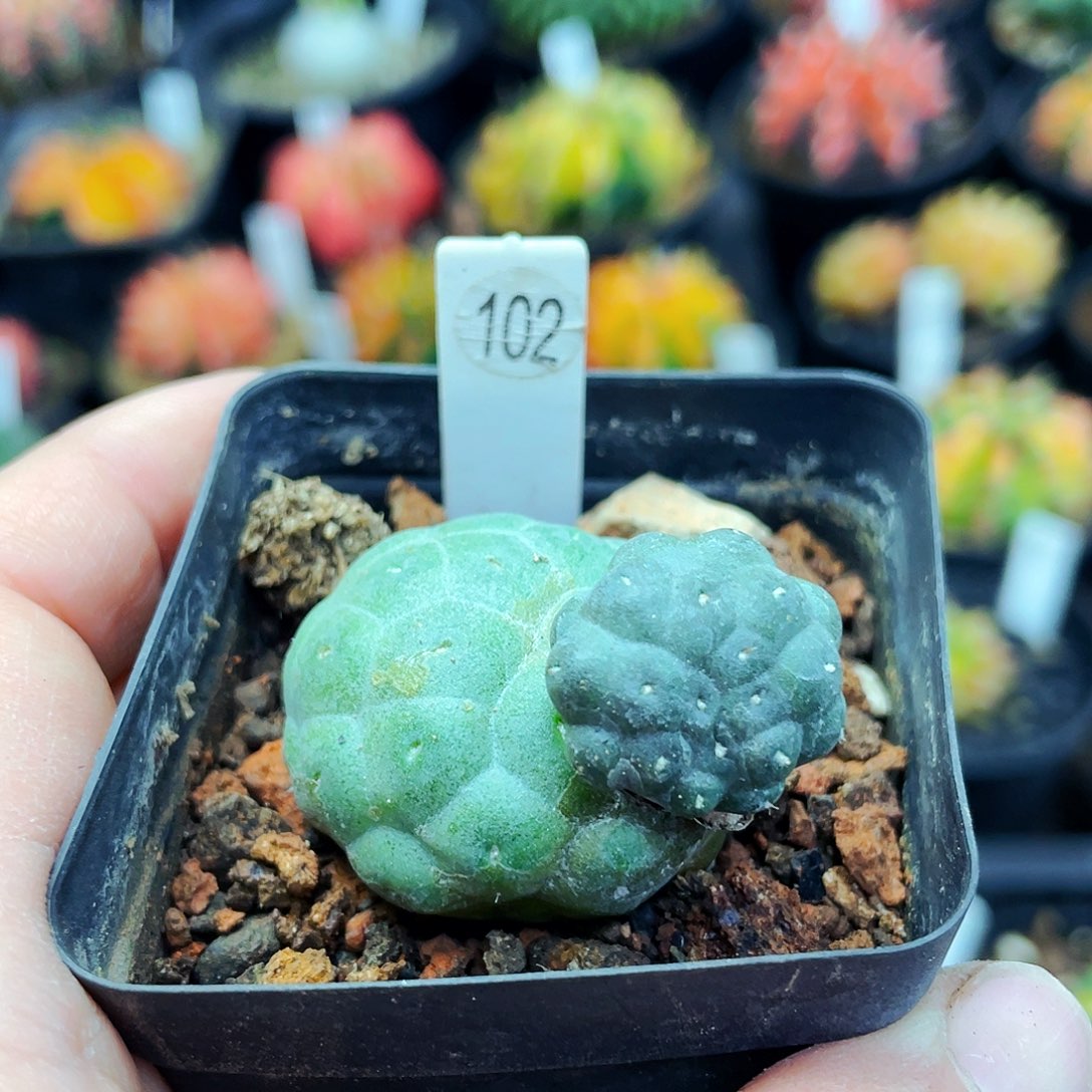 非偏远地区满 25包邮仙人球裸根