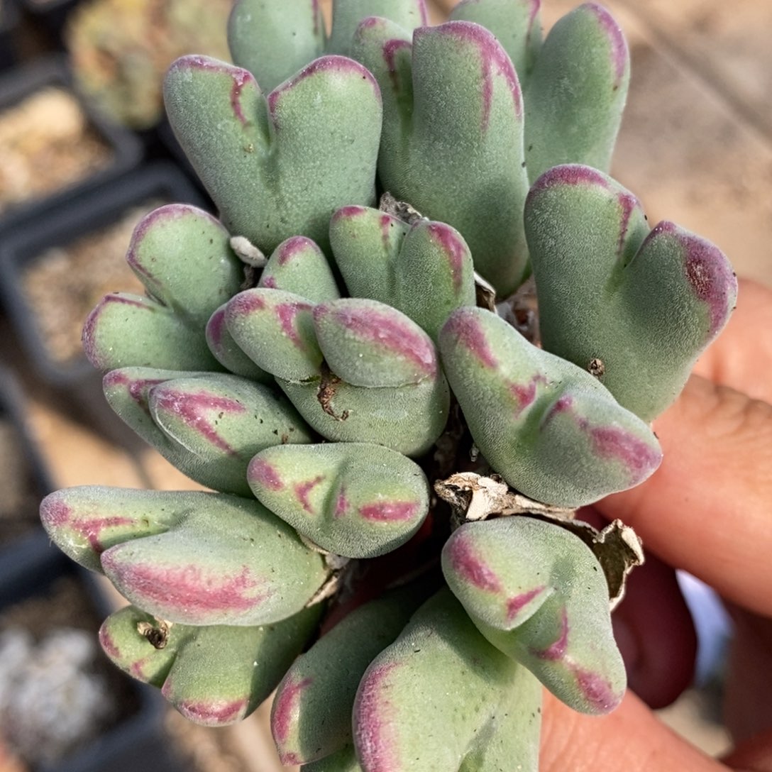 1580沙文利亚一群