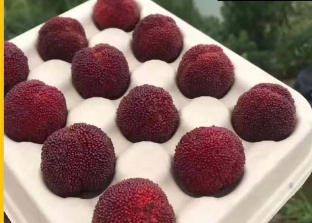 仙居杨梅东魁颗粒装现摘现发顺丰包邮